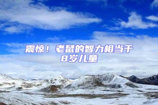 震驚!老鼠的智力相當于8歲兒童