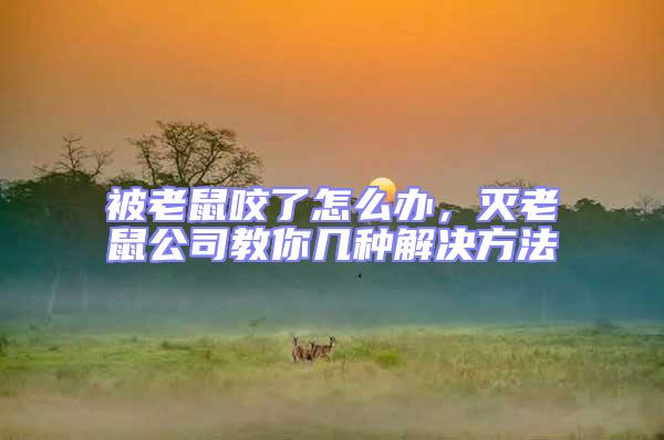 被老鼠咬了怎么辦，滅老鼠公司教你幾種解決方法
