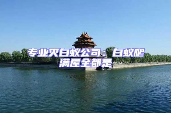 專業滅白蟻公司:白蟻爬滿屋全都是