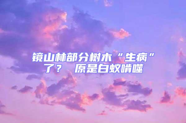 鏡山林部分樹木“生病”了? 原是白蟻啃噬