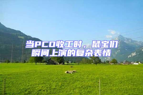 當PCO收工時,鼠寶們瞬間上演的復雜表情