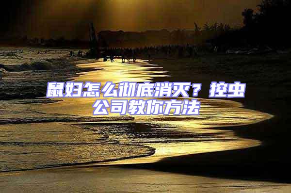 鼠婦怎么徹底消滅?控蟲公司教你方法