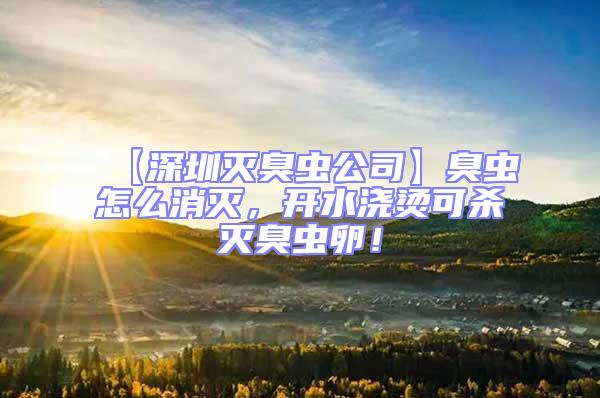 【深圳滅臭蟲公司】臭蟲怎么消滅,開水澆燙可殺滅臭蟲卵!