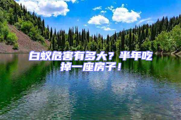 白蟻危害有多大?半年吃掉一座房子!