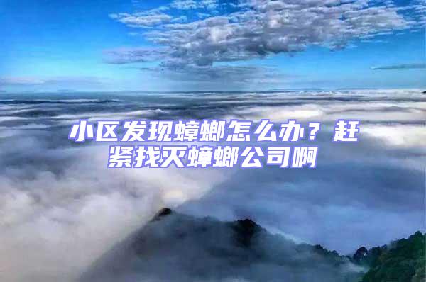 小區發現蟑螂怎么辦？趕緊找滅蟑螂公司啊