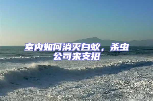 室內如何消滅白蟻，殺蟲公司來支招