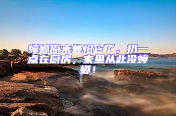 蟑螂原來最怕它了,扔一點在廚房,家里從此沒蟑螂!