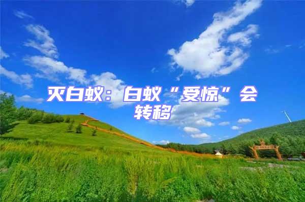 滅白蟻:白蟻“受驚”會轉移