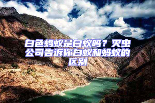 白色螞蟻是白蟻嗎？滅蟲(chóng)公司告訴你白蟻和螞蟻的區(qū)別
