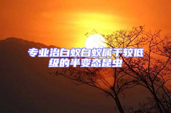 專(zhuān)業(yè)治白蟻白蟻屬于較低級(jí)的半變態(tài)昆蟲(chóng)