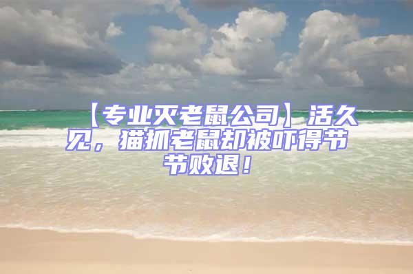 【專業滅老鼠公司】活久見，貓抓老鼠卻被嚇得節節敗退！