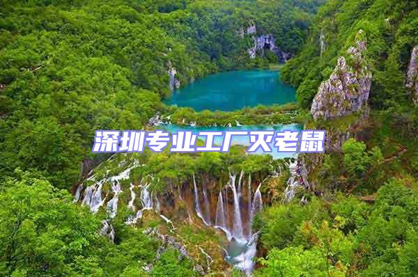 深圳專(zhuān)業(yè)工廠滅老鼠