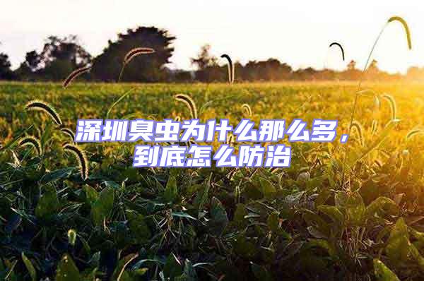 深圳臭蟲為什么那么多,到底怎么防治