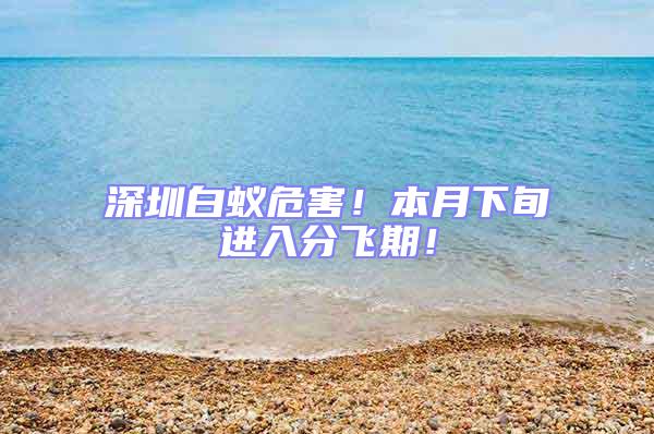 深圳白蟻危害!本月下旬進入分飛期!