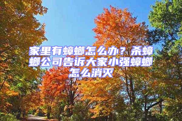 家里有蟑螂怎么辦?殺蟑螂公司告訴大家小強蟑螂怎么消滅