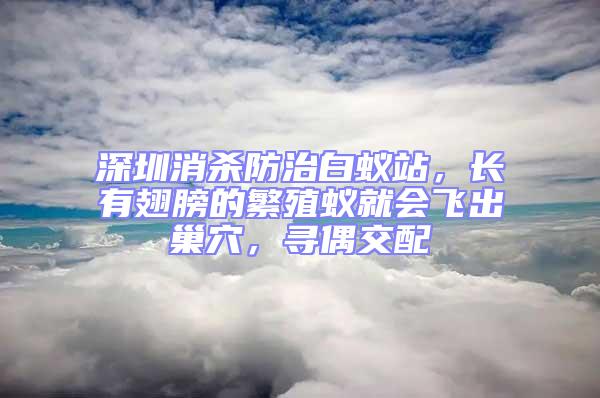 深圳消殺防治白蟻站,長有翅膀的繁殖蟻就會飛出巢穴,尋偶交配