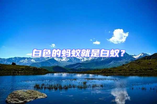 白色的螞蟻就是白蟻?