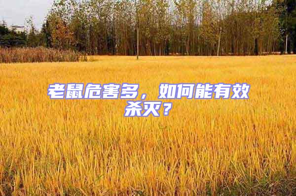 老鼠危害多,如何能有效殺滅?