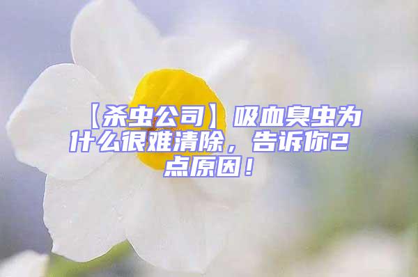 【殺蟲公司】吸血臭蟲為什么很難清除,告訴你2點原因!