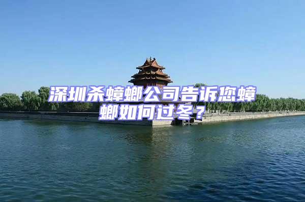 深圳殺蟑螂公司告訴您蟑螂如何過冬?