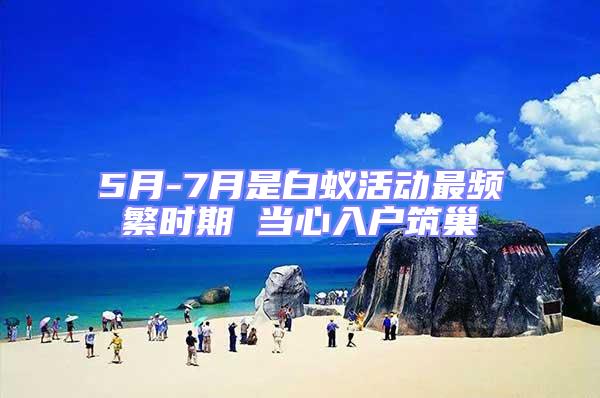 5月-7月是白蟻活動最頻繁時期 當心入戶筑巢