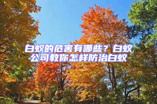 白蟻的危害有哪些？白蟻公司教你怎樣防治白蟻