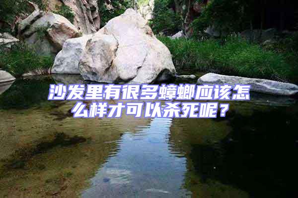 沙發里有很多蟑螂應該怎么樣才可以殺死呢?