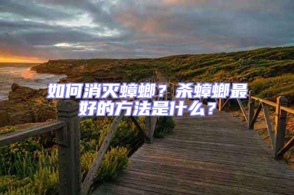 如何消滅蟑螂？殺蟑螂最好的方法是什么？