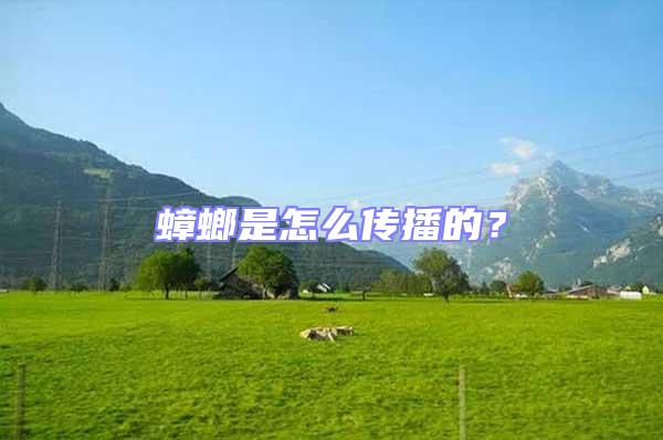 蟑螂是怎么傳播的？