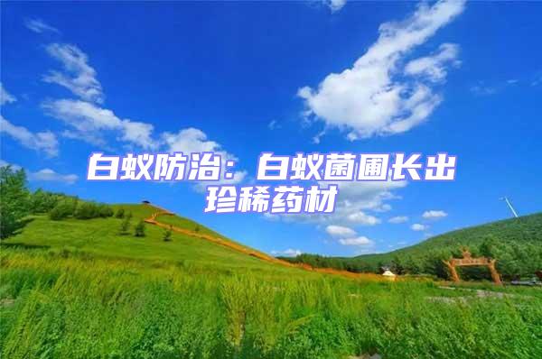白蟻防治:白蟻菌圃長出珍稀藥材
