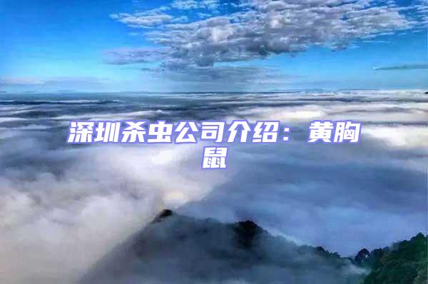 深圳殺蟲公司介紹:黃胸鼠