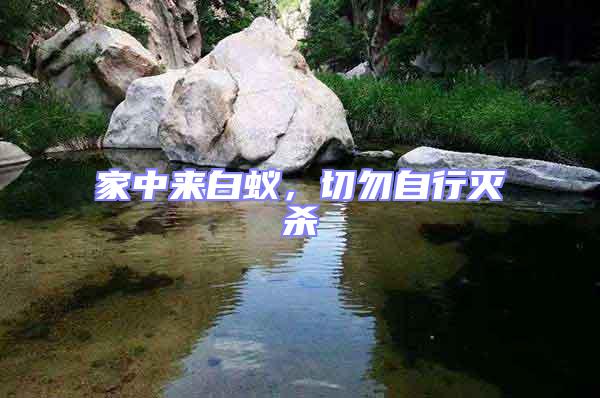 家中來白蟻,切勿自行滅殺