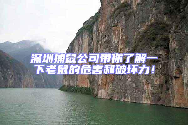 深圳捕鼠公司帶你了解一下老鼠的危害和破壞力!