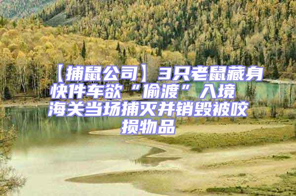 【捕鼠公司】3只老鼠藏身快件車欲“偷渡”入境 海關(guān)當(dāng)場捕滅并銷毀被咬損物品