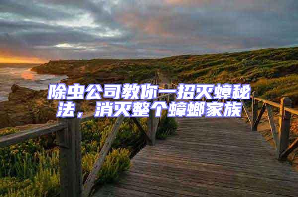 除蟲公司教你一招滅蟑秘法,消滅整個蟑螂家族