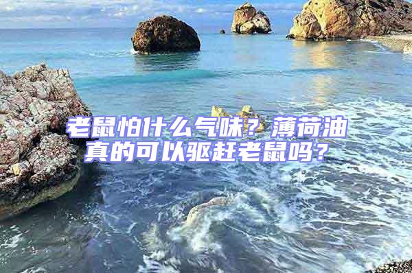 老鼠怕什么氣味?薄荷油真的可以驅(qū)趕老鼠嗎?