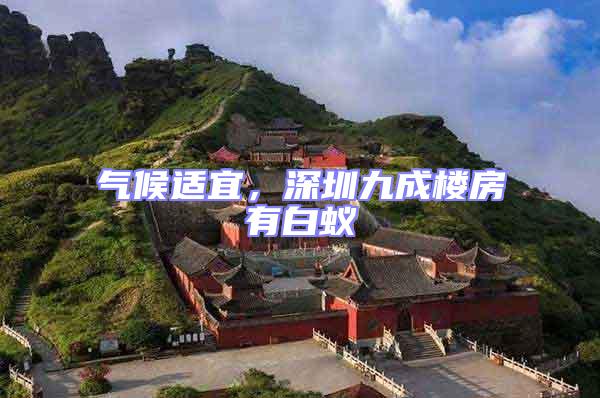 氣候適宜,深圳九成樓房有白蟻