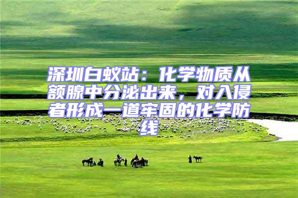 深圳白蟻站：化學物質從額腺中分泌出來，對入侵者形成一道牢固的化學防線