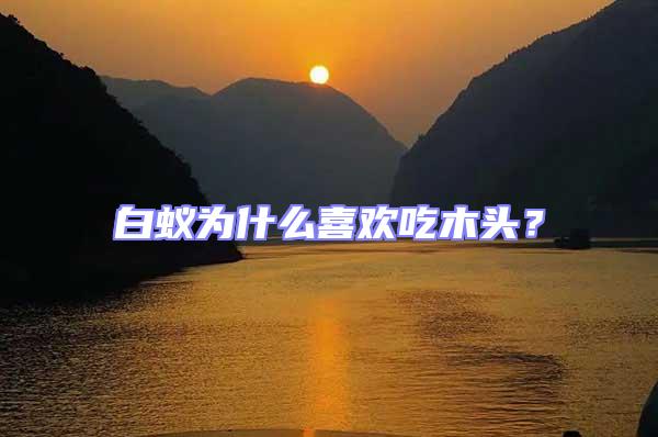 白蟻為什么喜歡吃木頭?