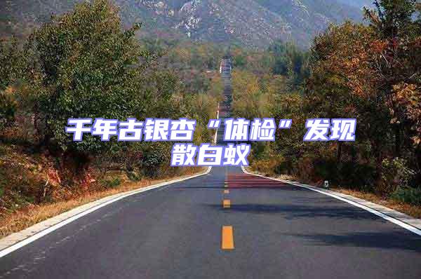 千年古銀杏“體檢”發(fā)現(xiàn)散白蟻