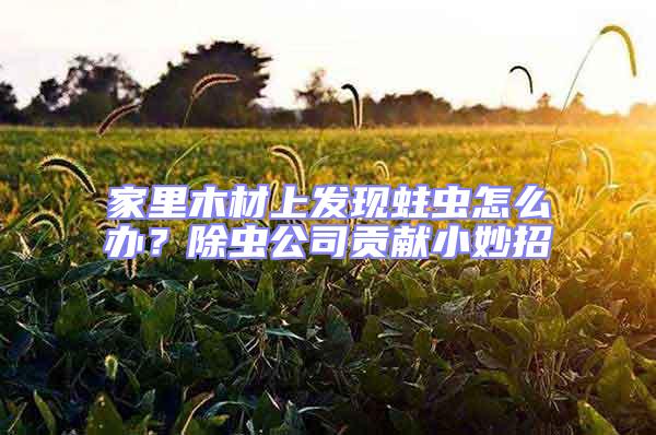 家里木材上發現蛀蟲怎么辦?除蟲公司貢獻小妙招