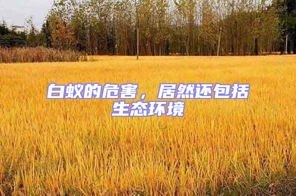 白蟻的危害,居然還包括生態環境