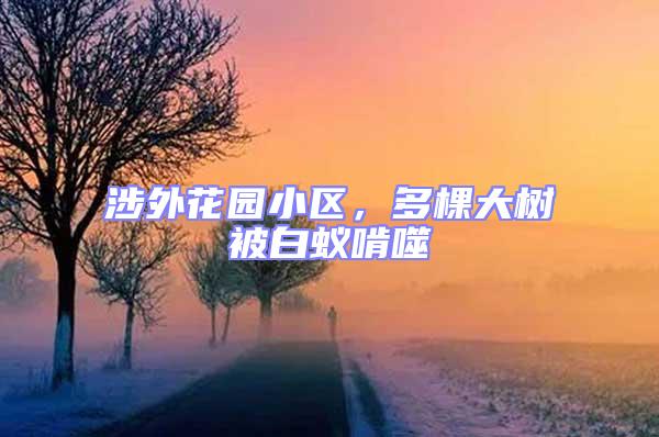 涉外花園小區,多棵大樹被白蟻啃噬