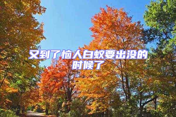 又到了惱人白蟻要出沒的時(shí)候了