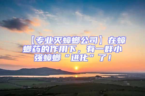 【專業滅蟑螂公司】在蟑螂藥的作用下,有一群小強蟑螂“進化”了!