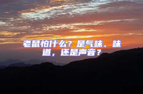 老鼠怕什么?是氣味、味道,還是聲音?