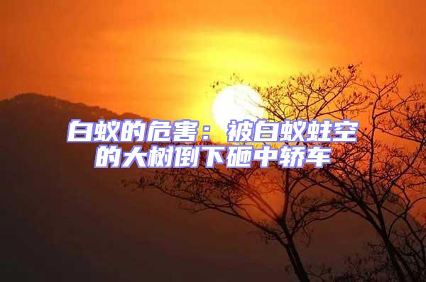 白蟻的危害:被白蟻蛀空的大樹倒下砸中轎車