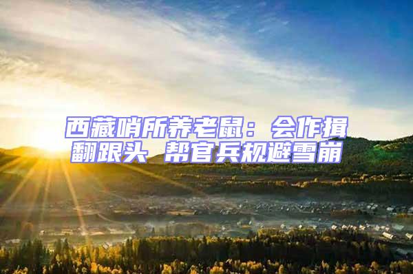 西藏哨所養老鼠:會作揖翻跟頭 幫官兵規避雪崩