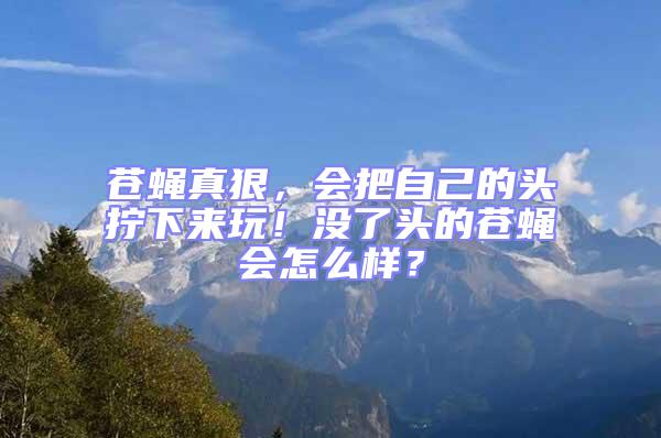 蒼蠅真狠,會(huì)把自己的頭擰下來玩!沒了頭的蒼蠅會(huì)怎么樣?