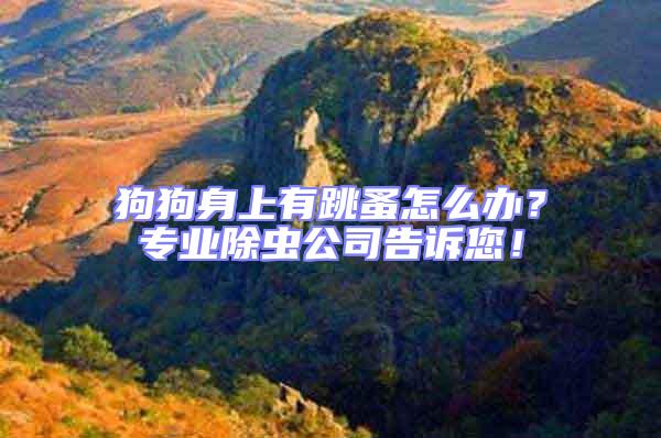狗狗身上有跳蚤怎么辦?專業除蟲公司告訴您!